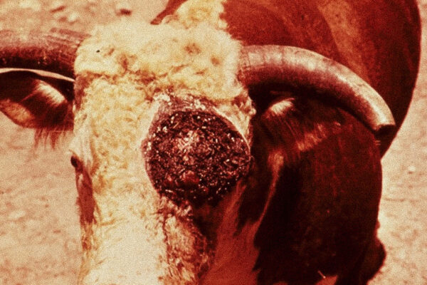 toro