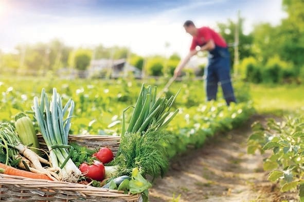 Cosecha de verduras frescas en huerto orgánico con agricultor trabajando al fondo.
