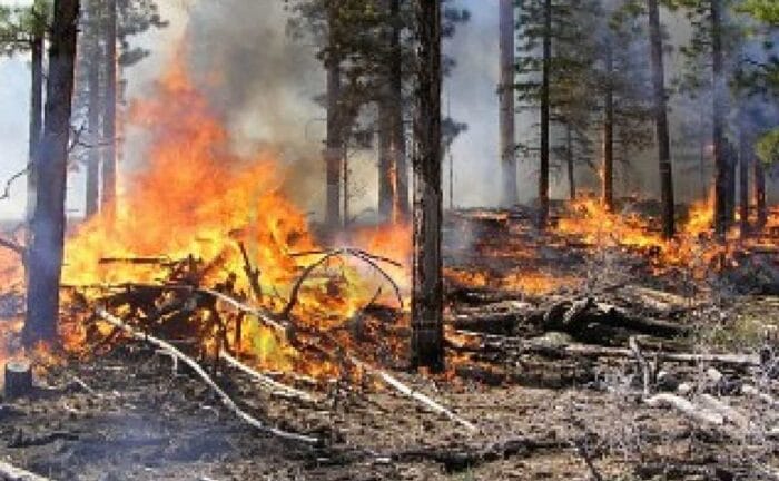 Es muy clara la Importancia de fortalecer programas forestales de manejo, plantaciones comerciales, asociaciones de silvicultores