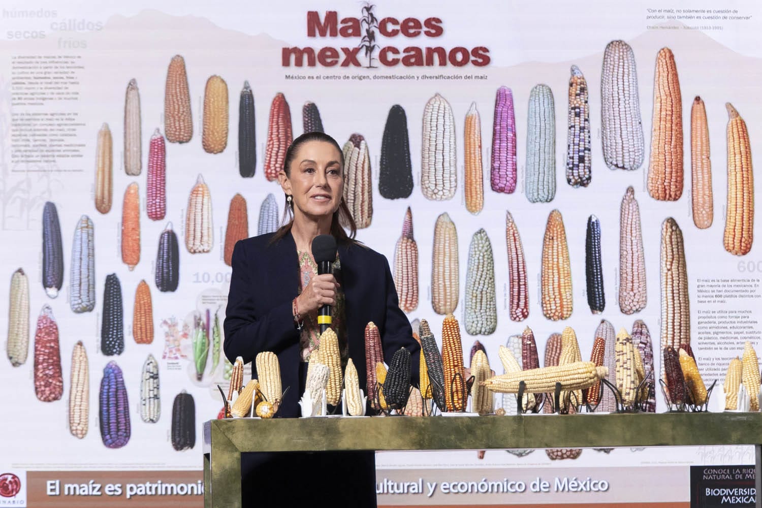 29 septiembre 2025,Sin maíz no hay país,Diferencia entre maíces
