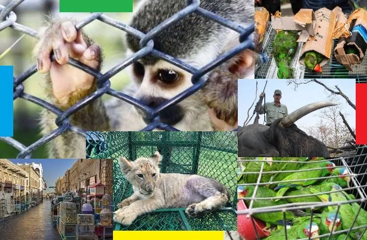 Collage con diversas especies traficadas ilegalmente: guacamayas, felinos, reptiles, primates y animales exóticos decomisados.