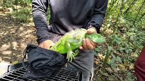 Agente de PROFEPA extrae iguana verde viva de bolsa negra durante operativo contra tráfico ilegal de reptiles en México.