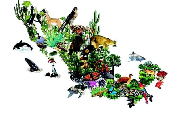 Mapa de distribución geográfica de especies mexicanas traficadas como jaguares, guacamayas, pericos, iguanas y tortugas en sus hábitats naturales.