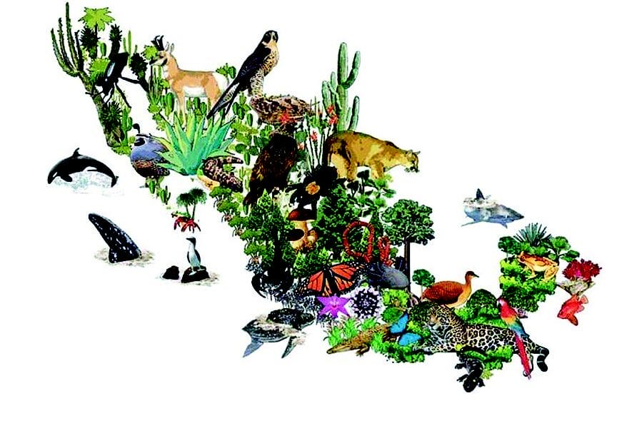 Mapa de distribución geográfica de especies mexicanas traficadas como jaguares, guacamayas, pericos, iguanas y tortugas en sus hábitats naturales.