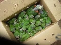 Grupos de loros y pericos hacinados en caja durante decomiso por tráfico ilegal de mascotas exóticas en México.