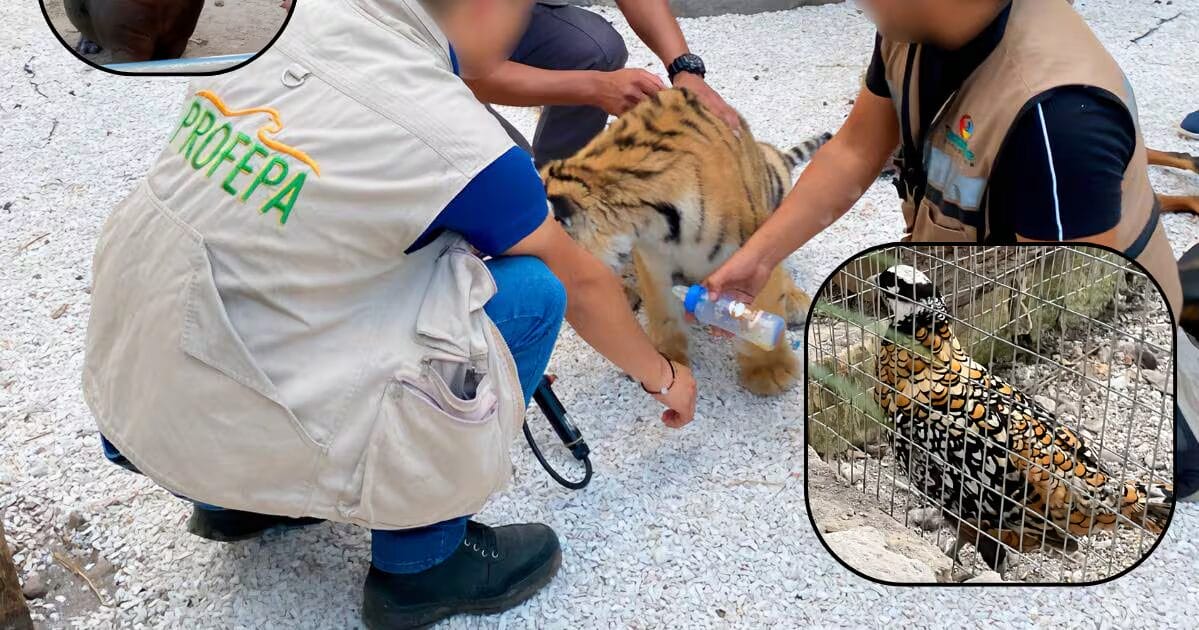 Agentes de PROFEPA hidratan a tigre de bengala deshidratado rescatado del tráfico ilegal de felinos exóticos en México.